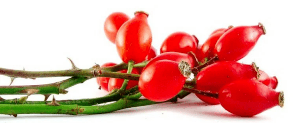 Rosahip berries with cystitis